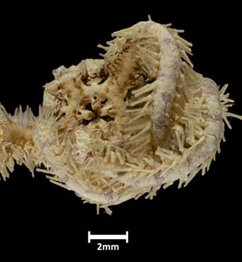 Media type: image;   Invertebrate Zoology OPH-3527 Description: Underside view of single ophiuroid specimen with a scale bar.;  Aspect: ventral